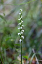 Spiranthes cernua