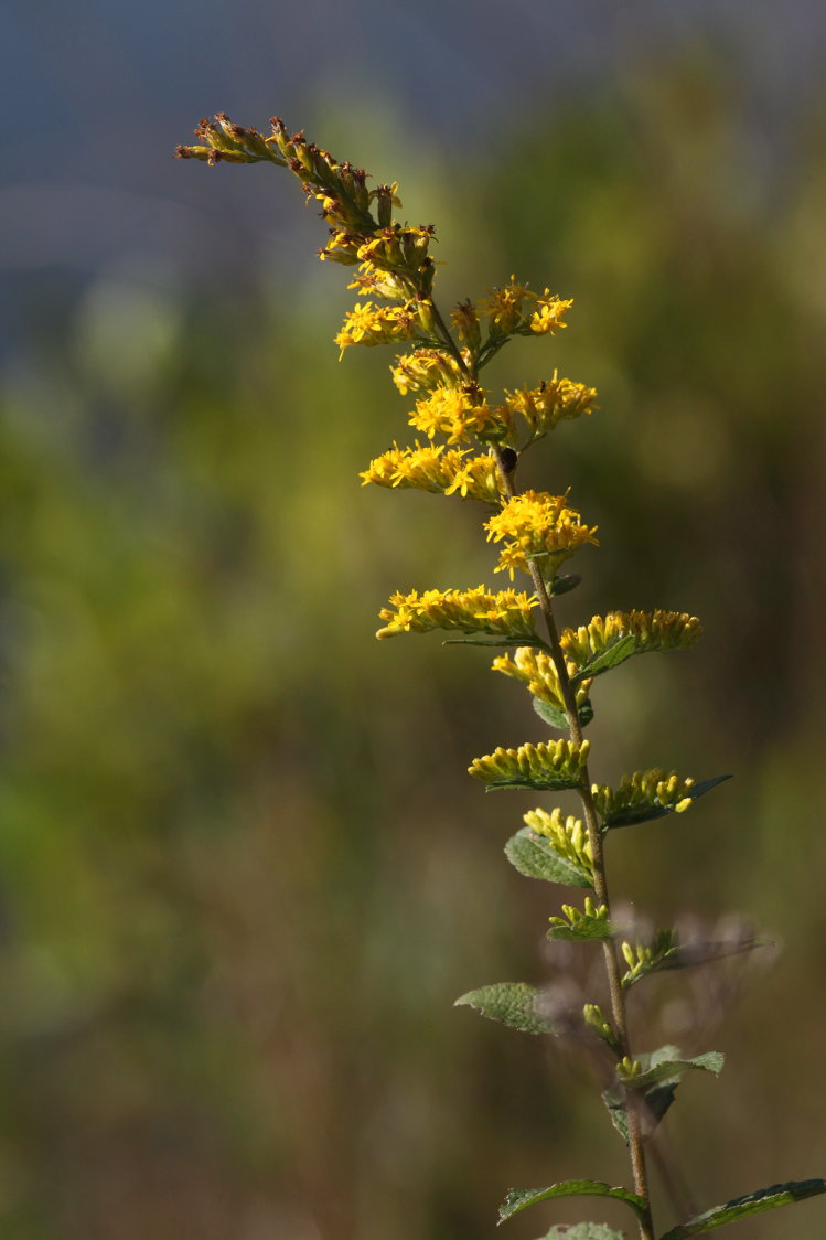 Wrinkle-Leaved Goldenrod