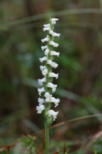 Spiranthes cernua