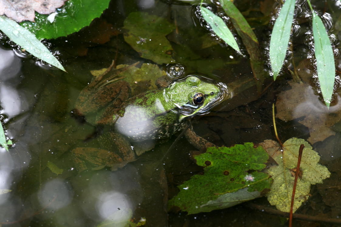 Green Frog