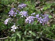 Woodland phlox