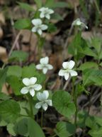 Viola striata