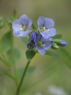 Polemonium reptans