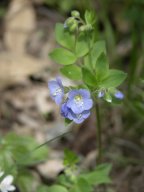 Polemonium reptans