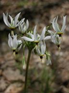 Dodecatheon meadia