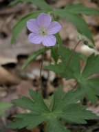 Geranium maculatum