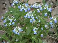 Blue-eyed Mary