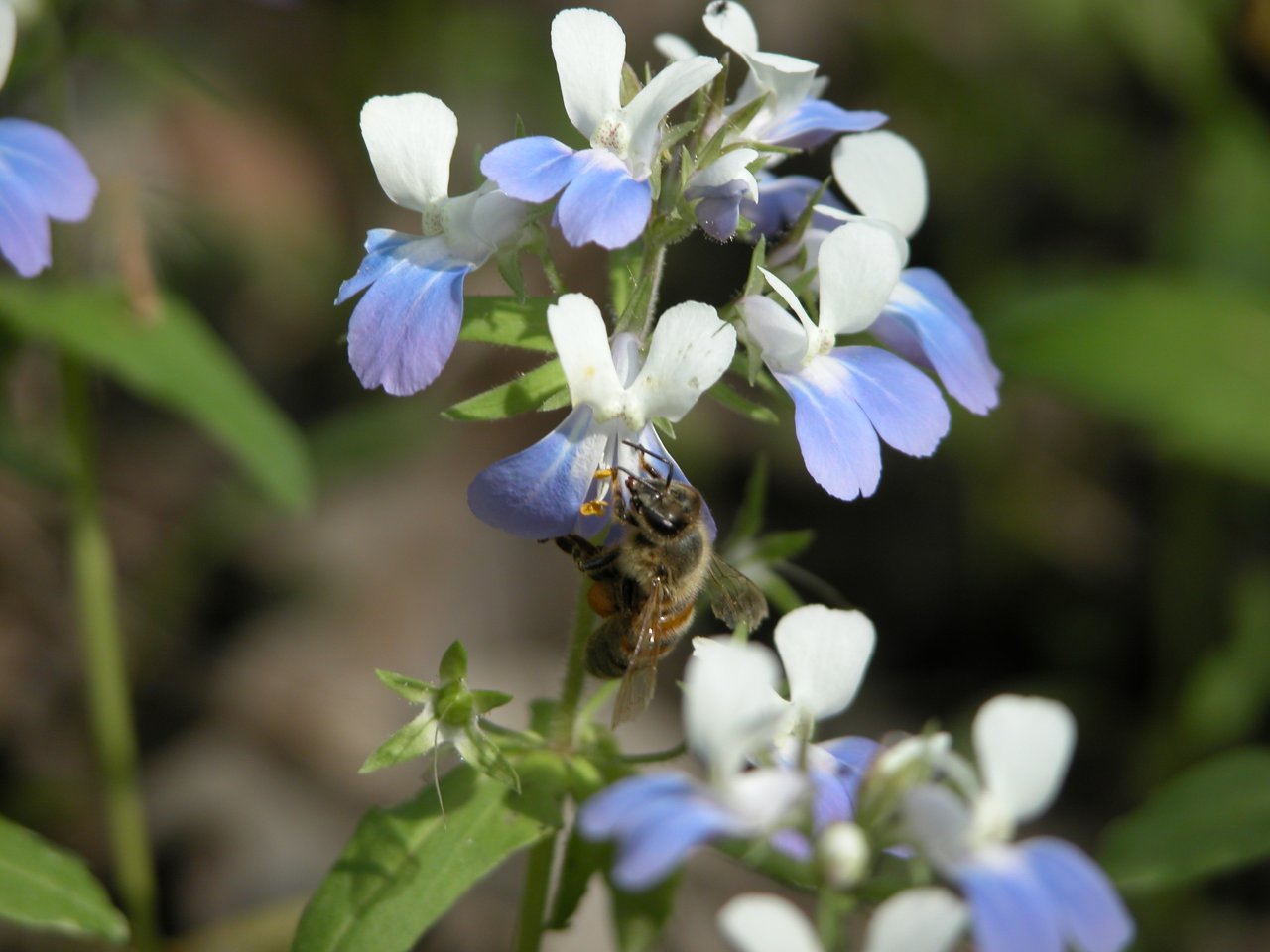 Honeybee and blue-eyed Mary
