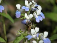 Collinsia verna