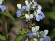 Collinsia verna