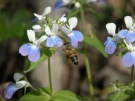 Honeybee and blue-eyed Mary