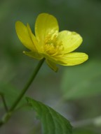 Ranunculus hispidus