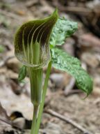 Ariasema triphyllum