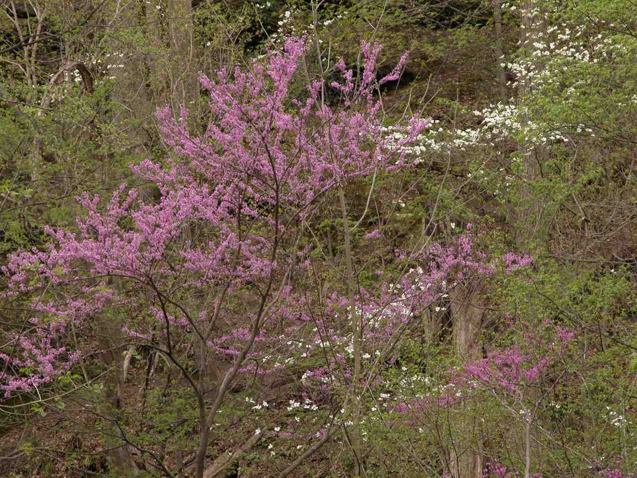 Flowering trees