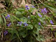 Common blue violet