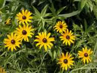 Rudbeckia hirta