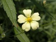 Potentilla norvegica