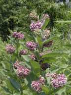 Asclepias syriaca