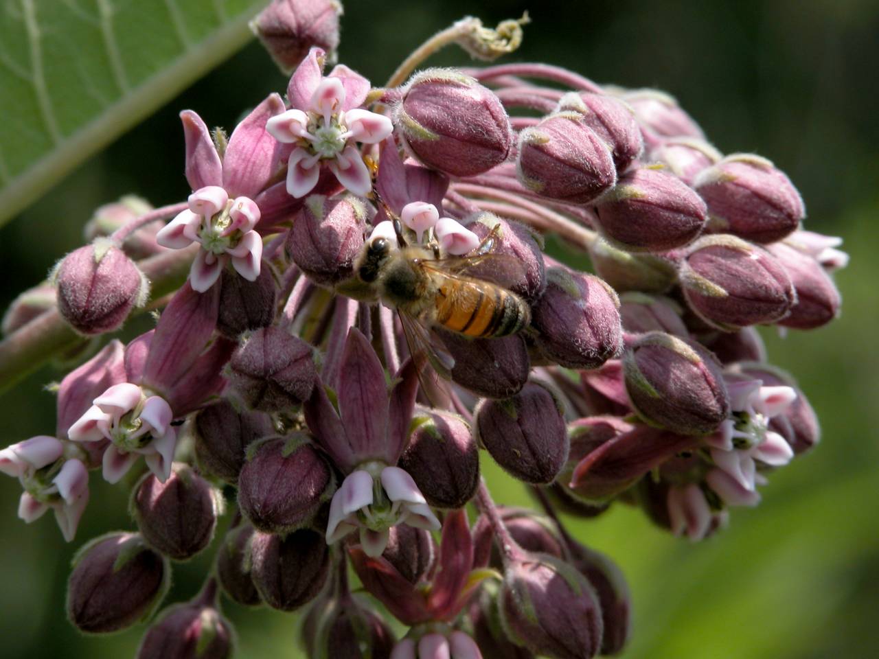 Honeybee on Common Milkweed