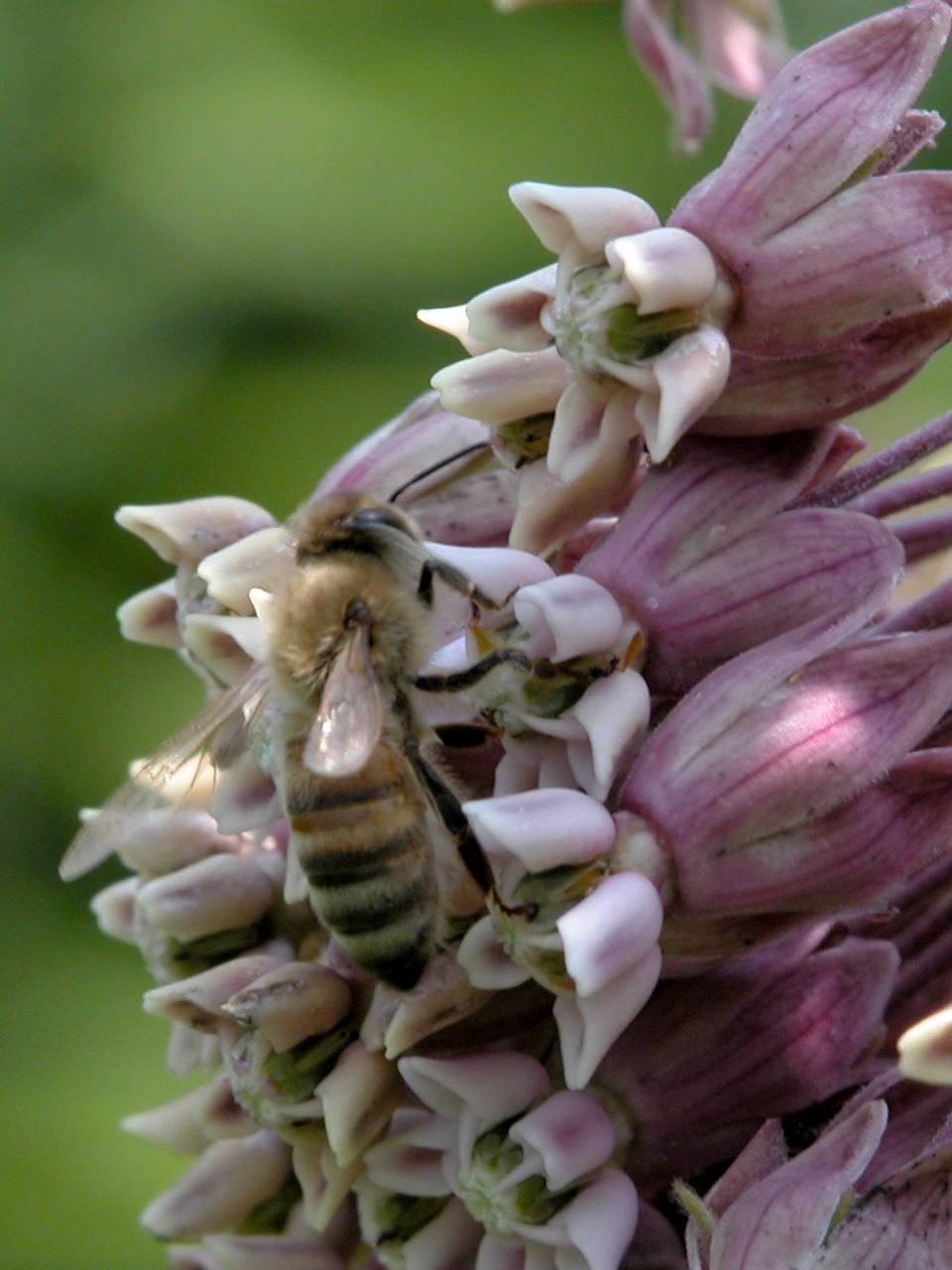 Honeybee on Common Milkweed