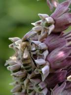 Asclepias syriaca