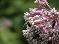 Asclepias syriaca