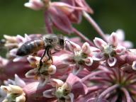 Honeybee on Common Milkweed