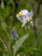 Solanum carolinense