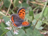 Trifolium repens