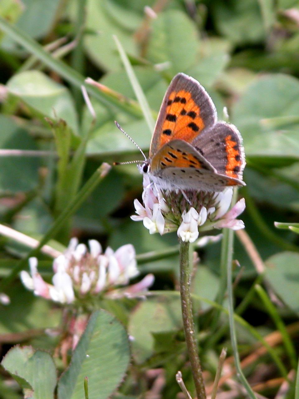 Bronze Copper Butterfly on White Clover