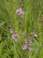 Lythrum alatum