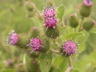 Common burdock