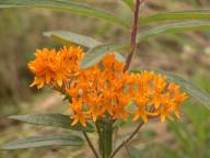 Asclepias tuberosua