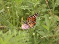 Trifolium pratense