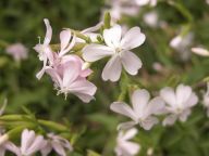 Saponaria offcinalis