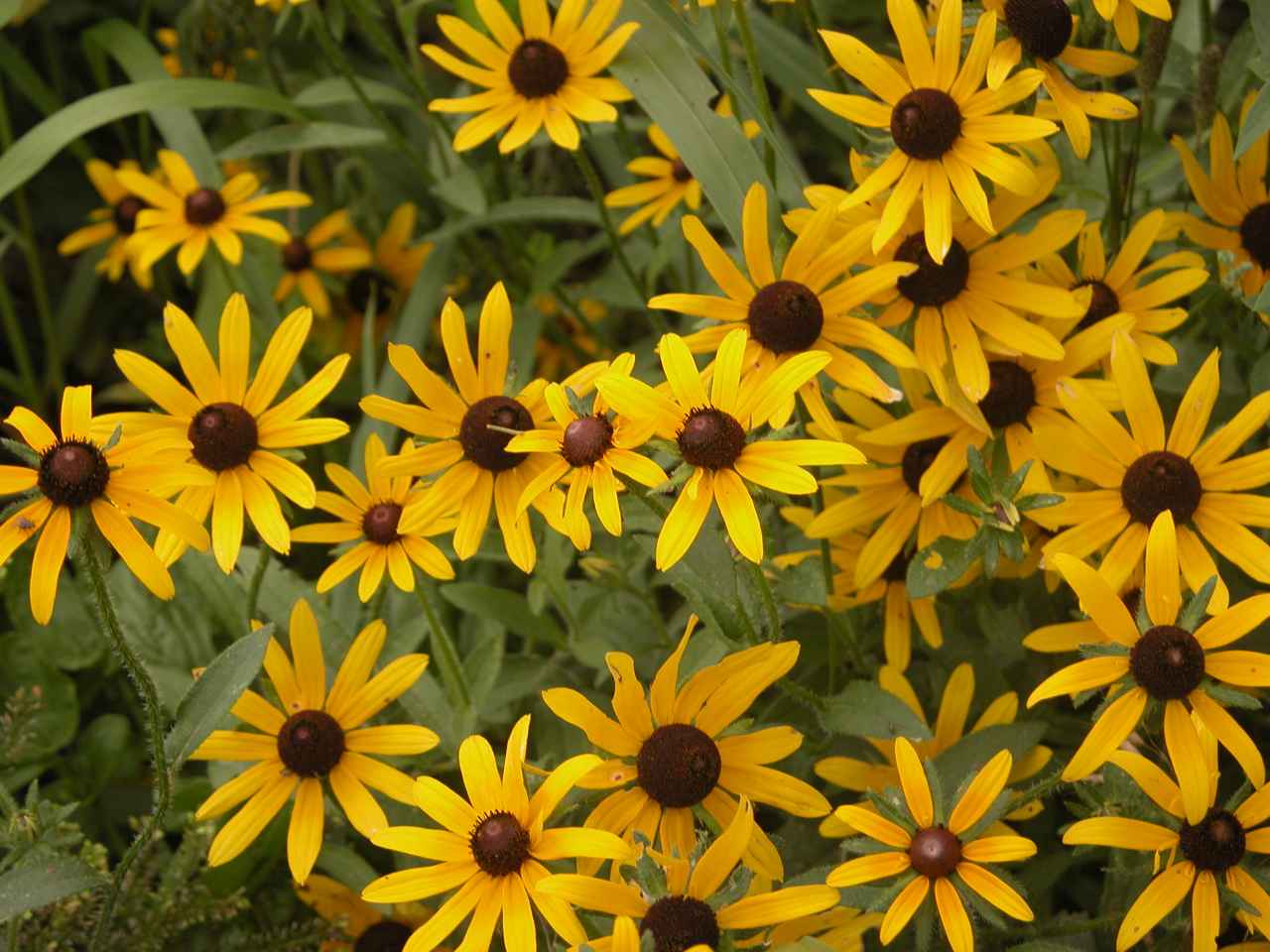 Black-eyed susan