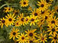 Rudbeckia hirta