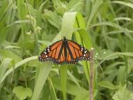 Monarch butterfly