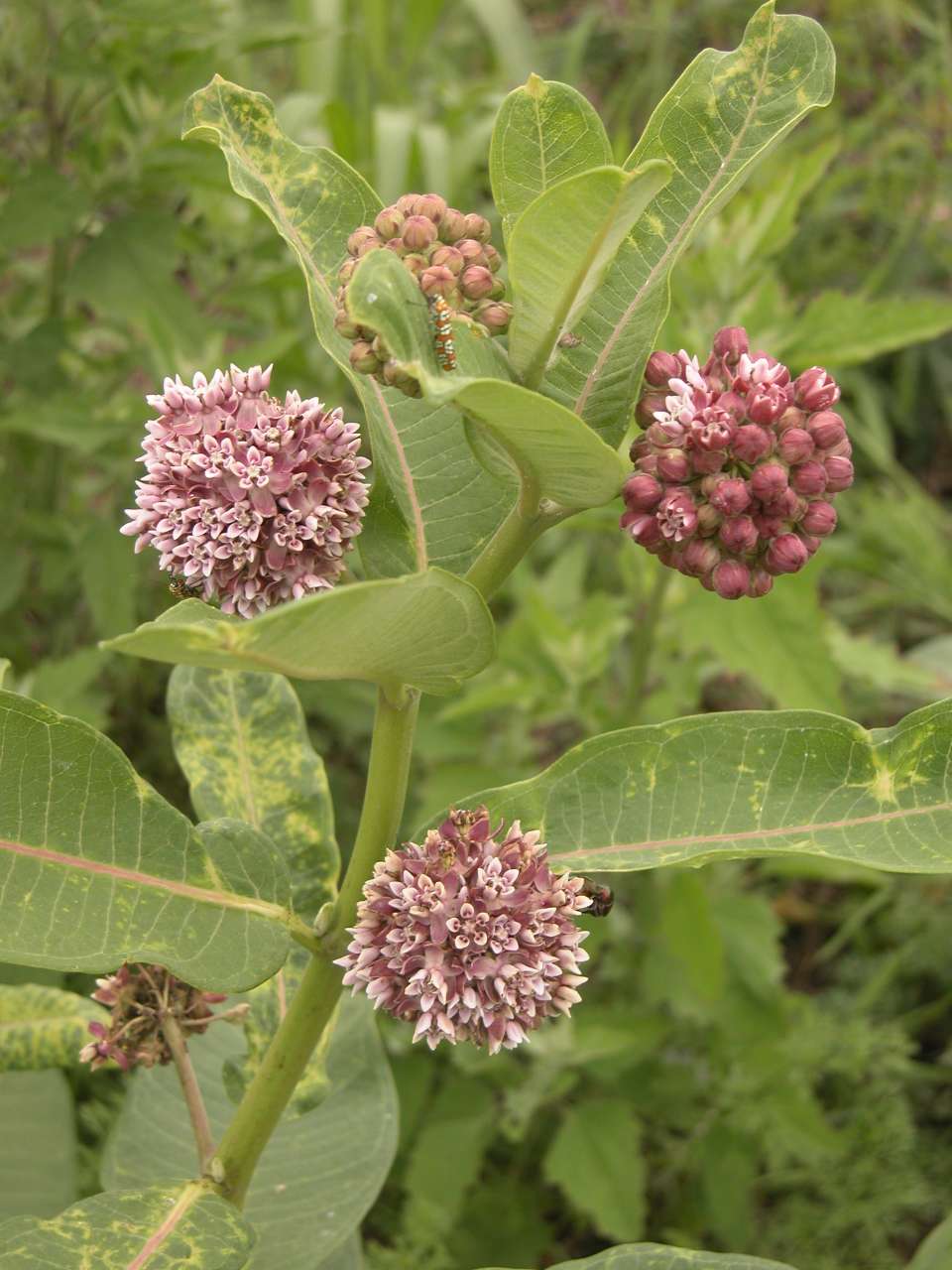 Common milkweed