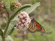 Monarch butterfly on common milkweed