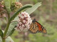 Asclepias syriaca