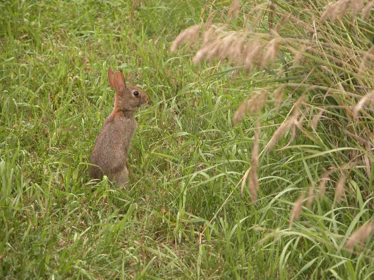 Rabbit