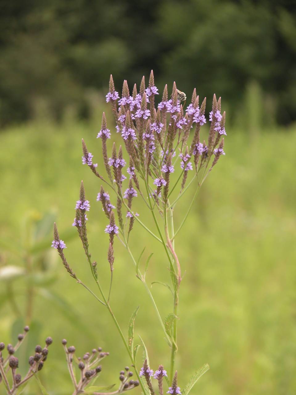 Blue vervain