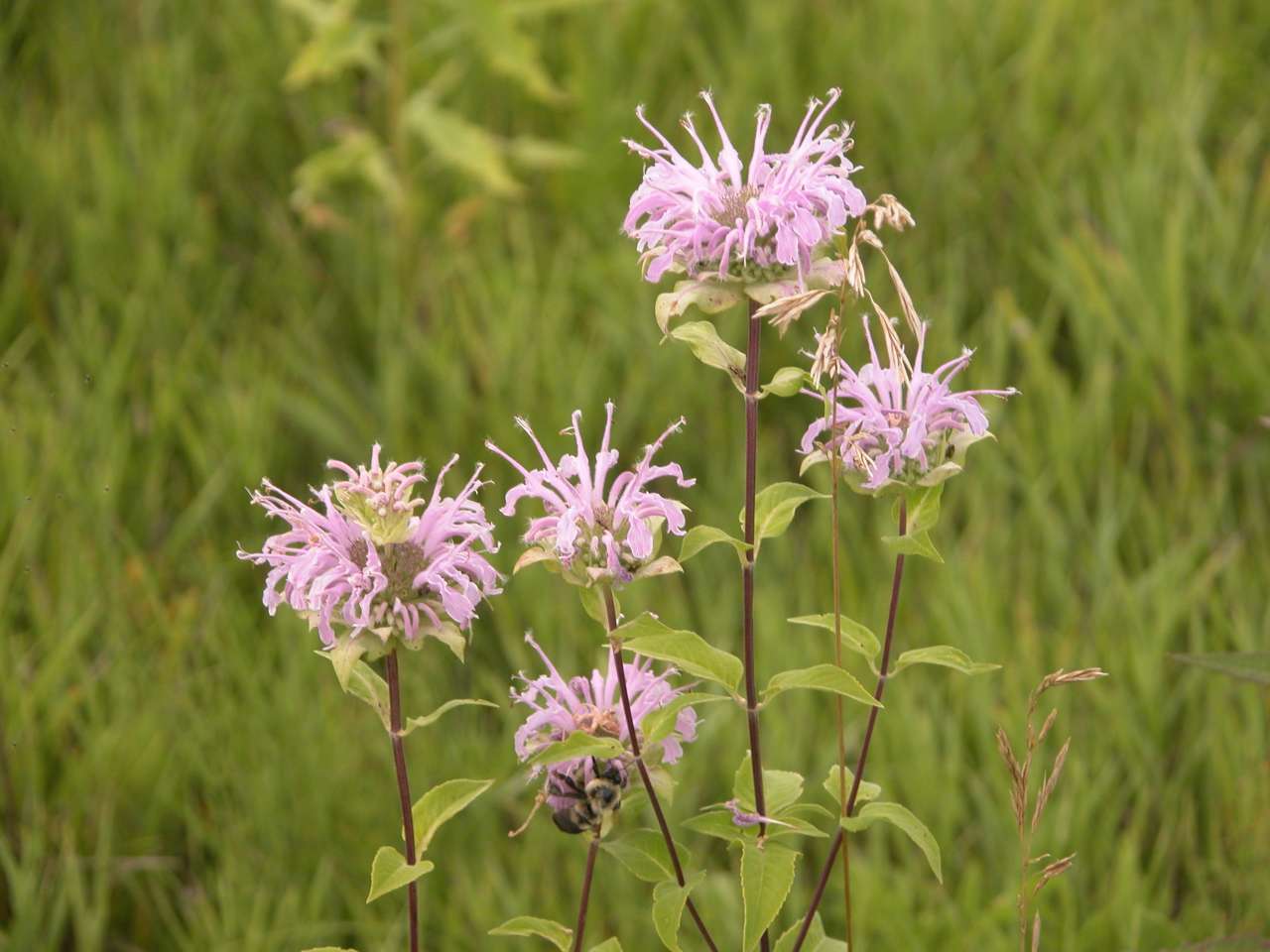 Wild bergamot