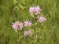 Monarda fistulosa