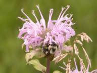 Monarda fistulosa