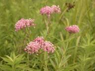 Swamp milkweed