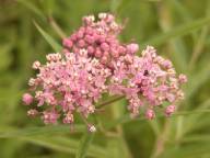 Asclepias incarnata