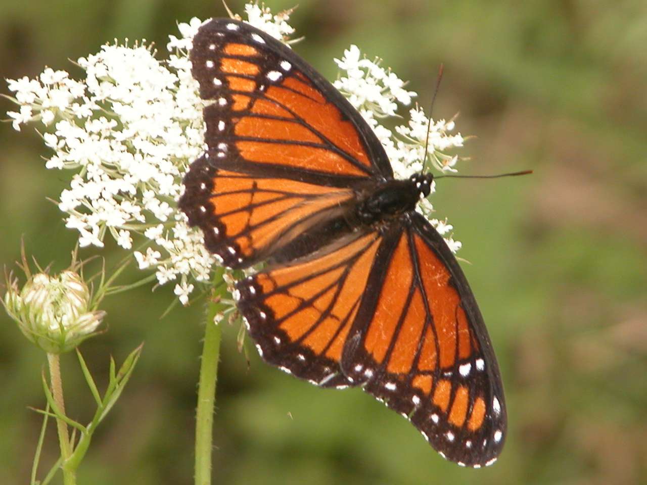 Viceroy butterfly on Queen Anne's lace