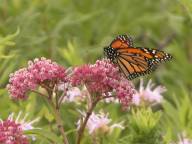 Monarch butterfly on swamp milkweed